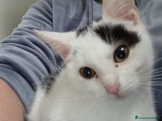 Meticcio gatti IL TENERO BIANCO - Annuncio 8