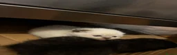 Scottish gatti in vendita: Scottish fold - Annuncio 6