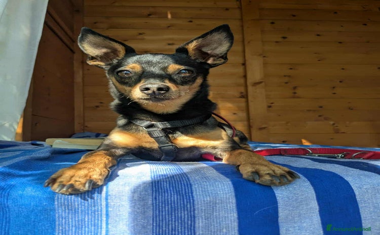 Pinscher Miniatura cani a Città Metropolitana di Firenze - Annuncio 20