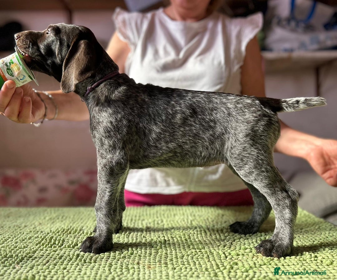 Drahthaar cani in vendita: Cuccioli di Drahthaar  a Provincia di Pordenone - Immagine 15