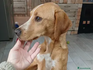 Meticcio cani Candy - Annuncio 4