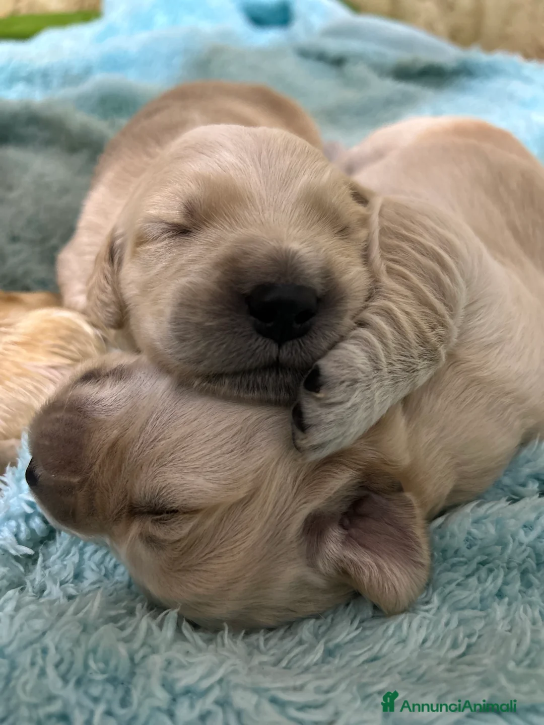 Golden Retriever cani in vendita: Golden Retrivers americani  - Annuncio 8