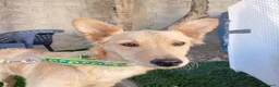 Meticcio cani in regalo:  Bing - Annuncio 2