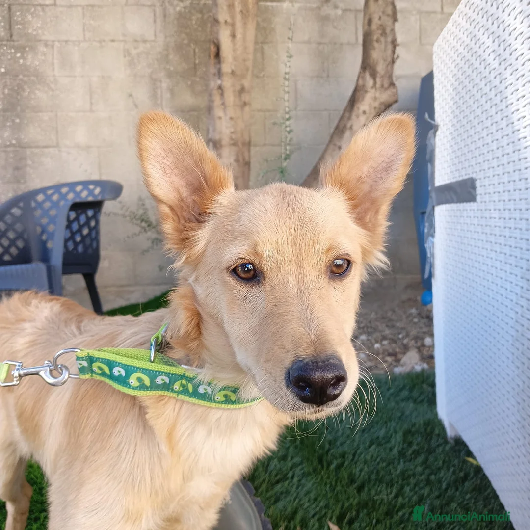 Meticcio cani in regalo:  Bing - Annuncio 2