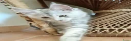 Maine Coon gatti in vendita: Cucciola di Maine Coon TOP linea russa  a Provincia di Perugia - Annuncio 6