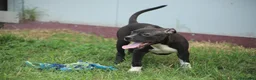 Pitbull cani in vendita: Cuccioli di Pit Bull anche a rate - Annuncio 16