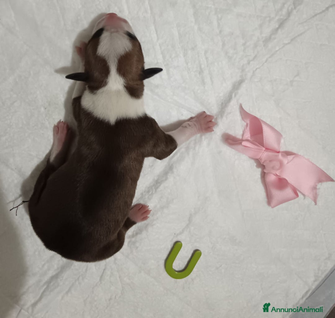 American Staffordshire cani in vendita: AMSTAFF DISPONIBILI  a Provincia del Sud Sardegna - Immagine 6