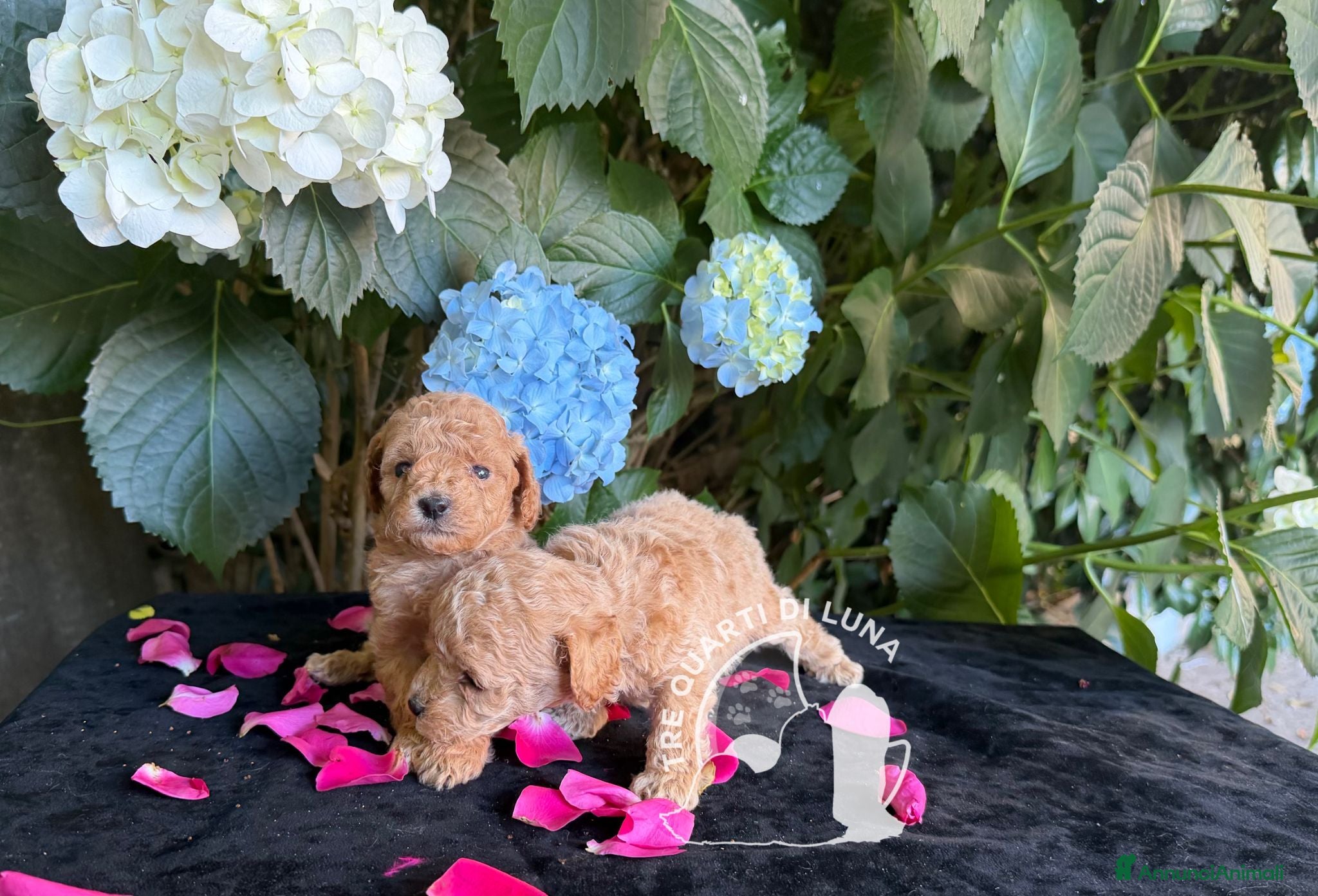 Barboncino Toy cani Cuccioli Barboncino Toy figli di Campioni - Annuncio 9