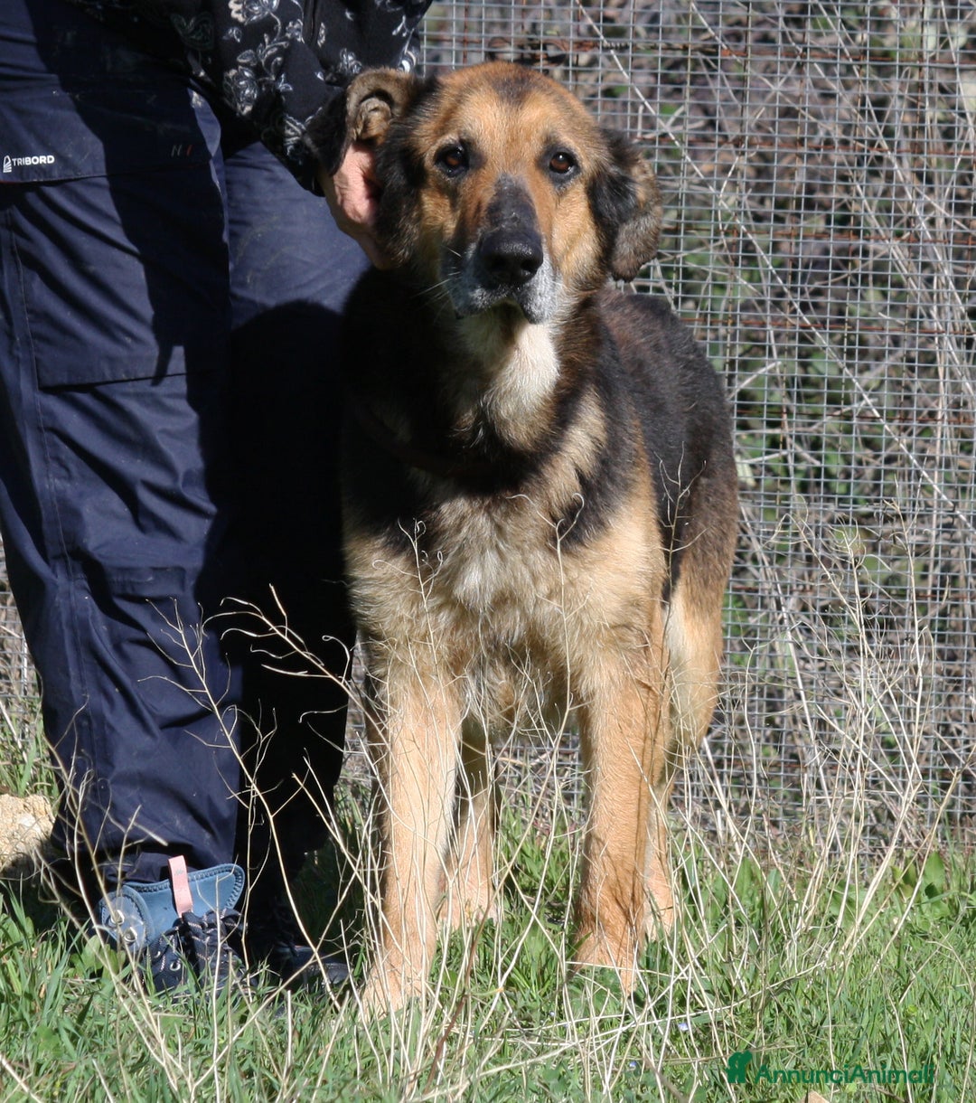 Meticcio cani in regalo: Perseo spera sempre di uscire dal canile - Annuncio 2