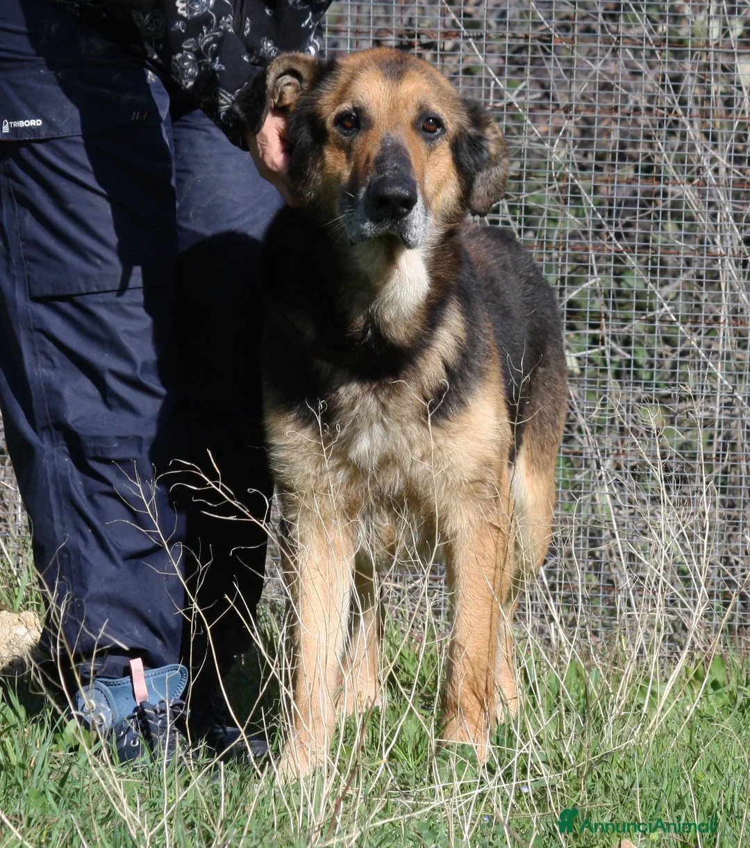 Meticcio cani in regalo: Perseo spera sempre di uscire dal canile - Annuncio 2