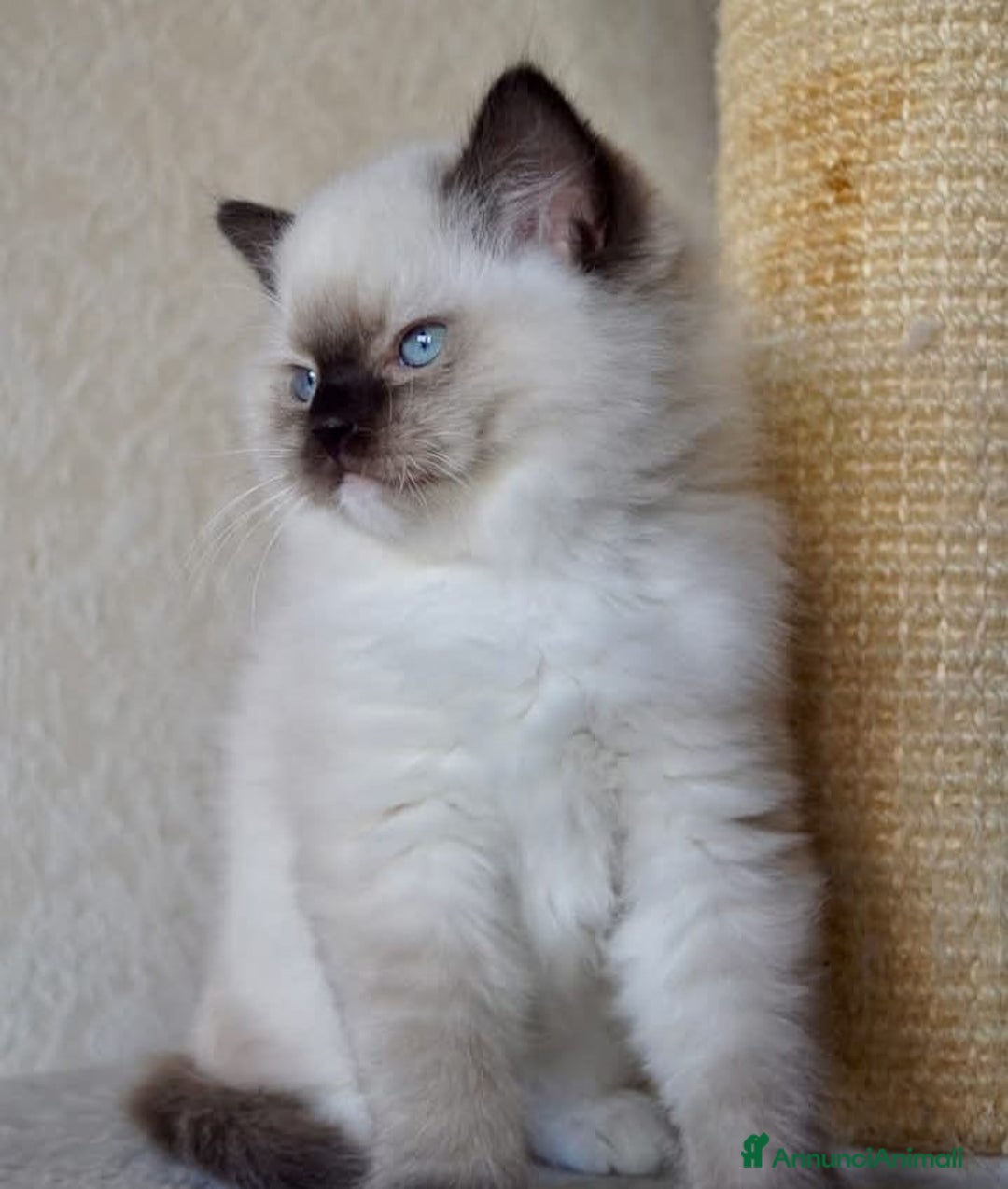 Ragdoll gatti in vendita: Cuccioli di ragdoll - Annuncio 5