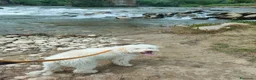 Lagotto cani in vendita: Vendo cucciolo di Lagotto romagnolo - Annuncio 2