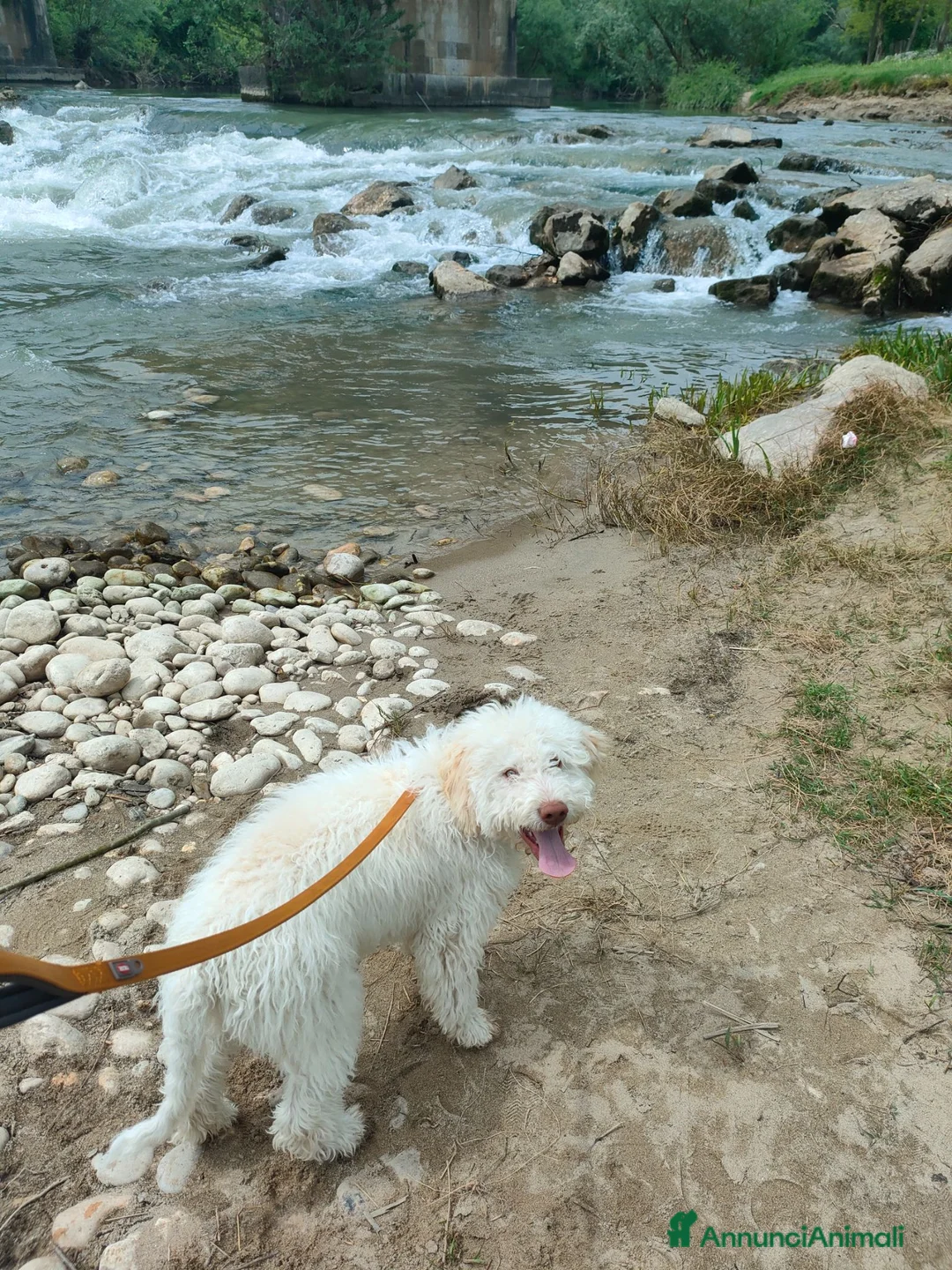 Lagotto cani in vendita: Vendo cucciolo di Lagotto romagnolo - Annuncio 2