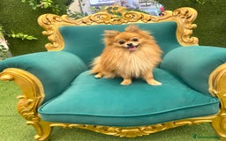 Volpino Pomerania cani per accoppiamento: Justin cerca compagna  a Città metropolitana di Milano - Immagine 1