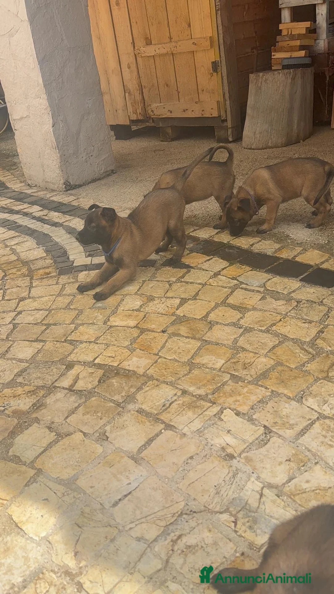 Pastore Belga cani in vendita: Splendidi cuccioli Pastore Belga Malinois - Annuncio 2