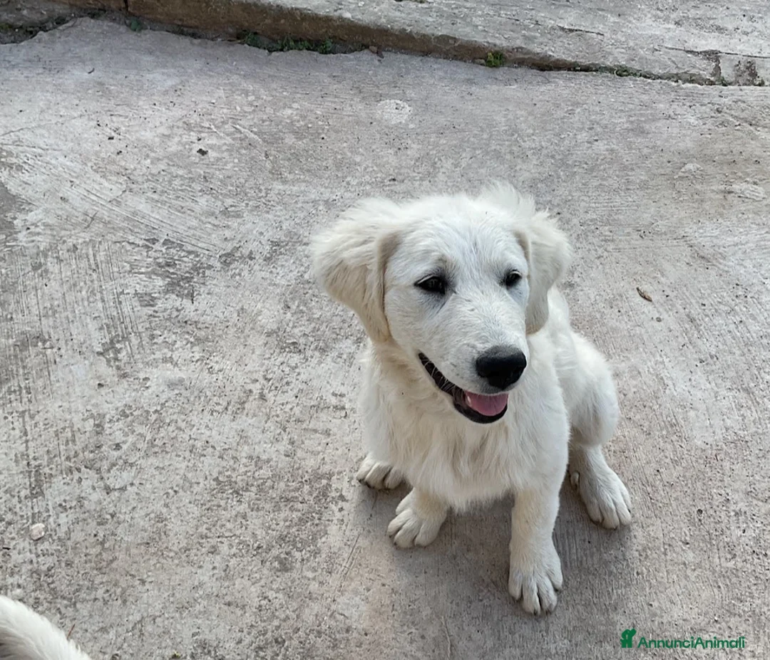 Pastore Maremmano cani in vendita: Cuccioli Maremmano a Città metropolitana di Palermo - Annuncio 11