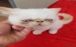 Exotic Shorthair gatti in vendita: Exotic Shorthair  a Città metropolitana di Roma Capitale - Immagine 4