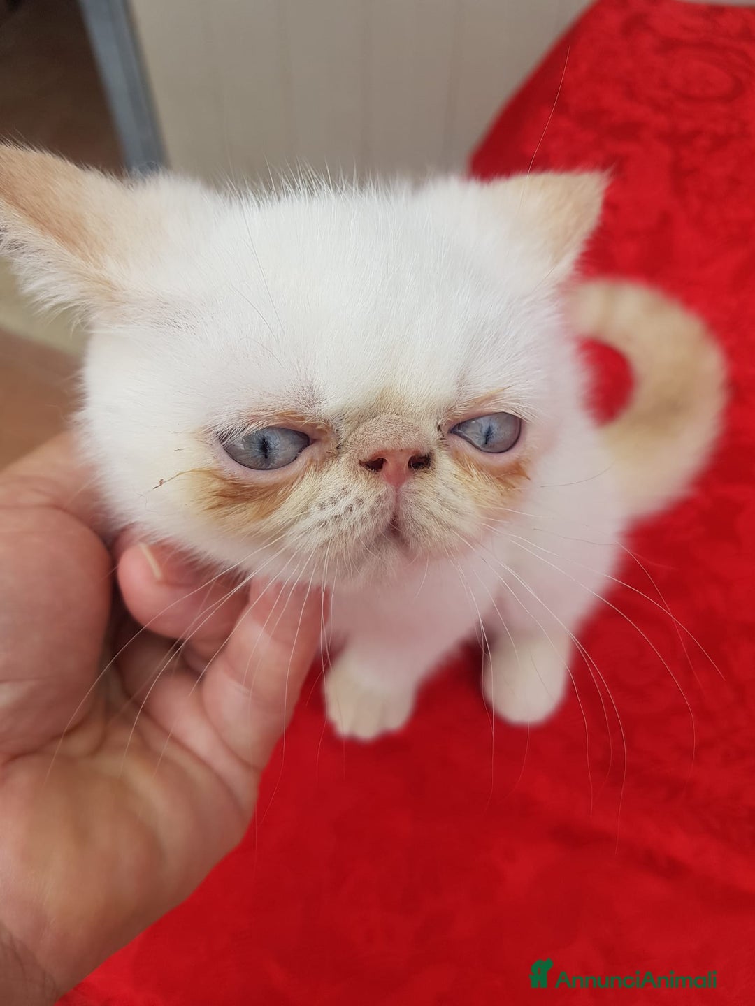 Exotic Shorthair gatti in vendita: Exotic Shorthair  a Città metropolitana di Roma Capitale - Immagine 4