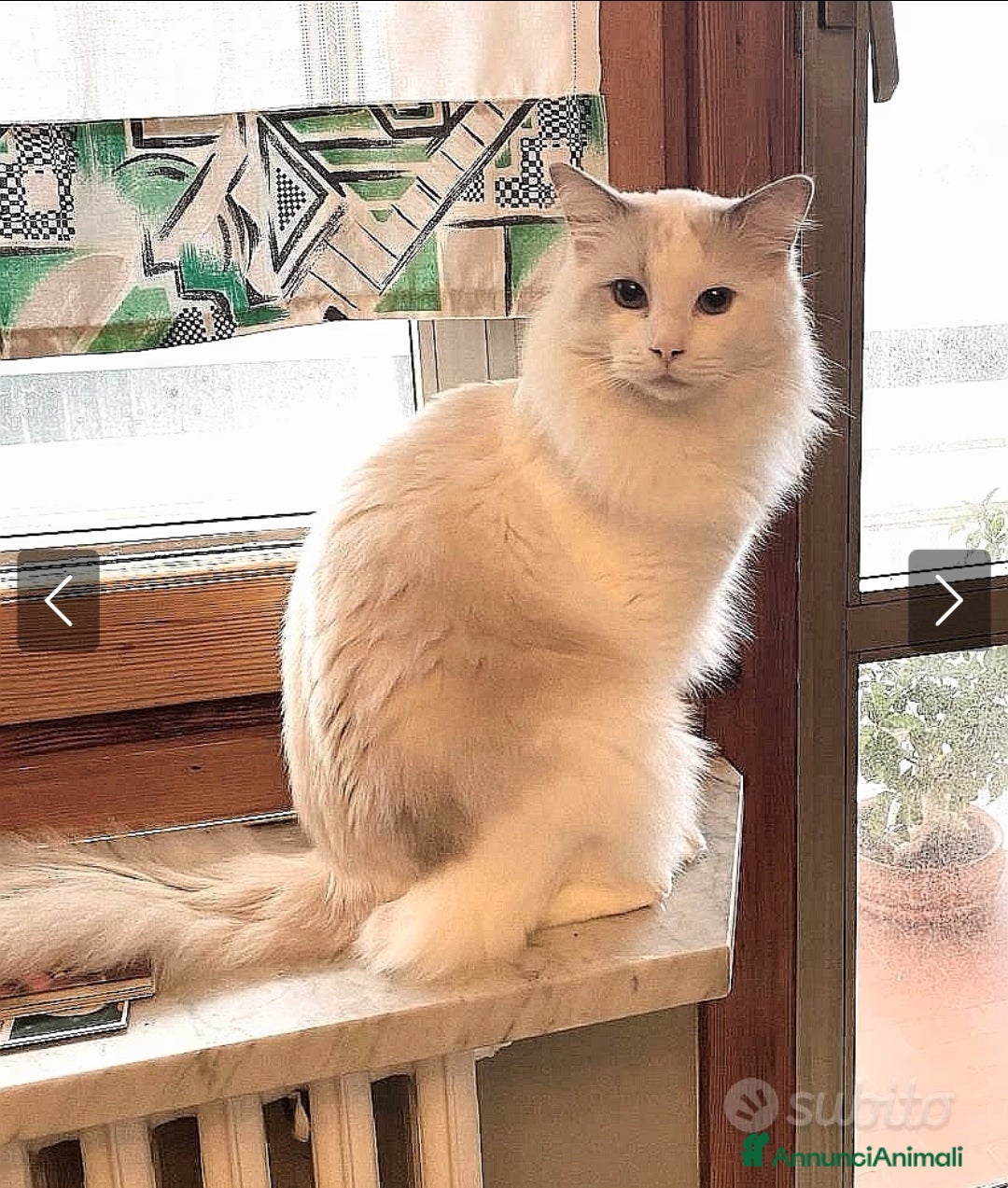 Ragdoll gatti per accoppiamento: Ragdoll per accoppiamento/ monta - Annuncio 8