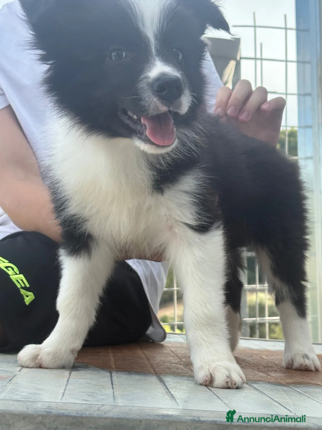 Border Collie cani in vendita: Border collie - Annuncio 2