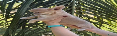 Chihuahua 1