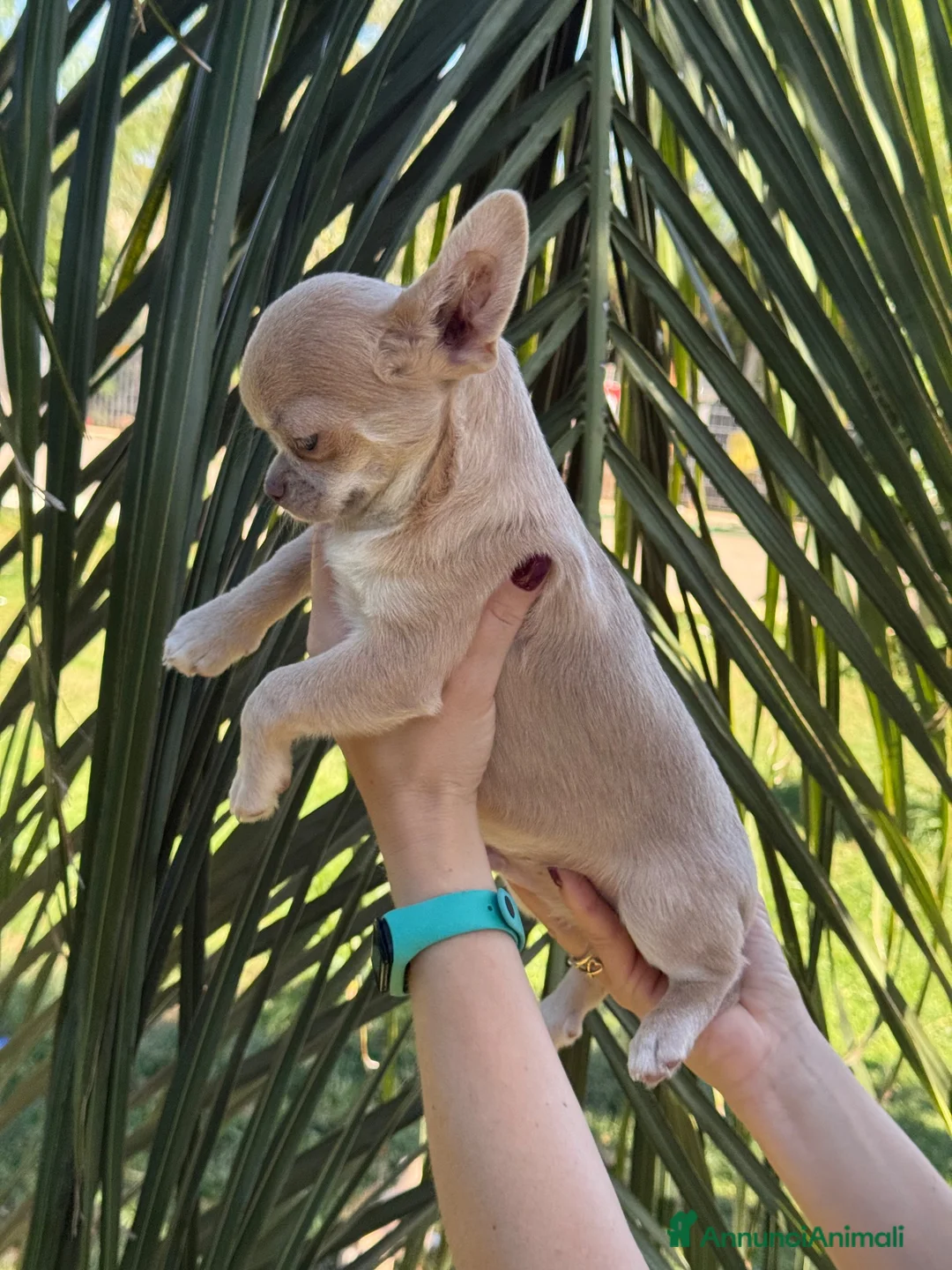 Chihuahua cani in vendita: Cuccioli chihuahua con Pedigree Enci - Annuncio 2