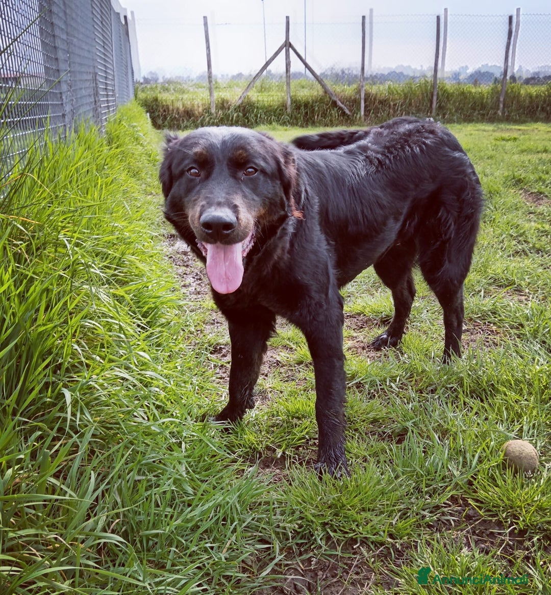 Meticcio cani in regalo: Antonia cucciolona mix labrador color cioccolato a Provincia di Latina - Annuncio 2