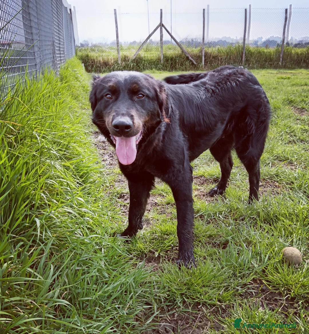 Meticcio cani in regalo: Antonia cucciolona mix labrador color cioccolato a Provincia di Latina - Annuncio 2