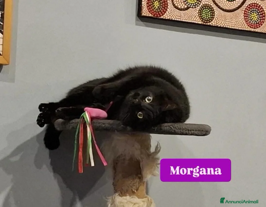 Europeo gatti in regalo: ADOZIONE URGENTE per Gastone e Morgana - Annuncio 14