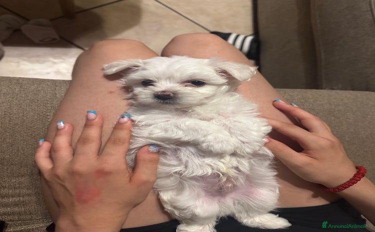 Maltese cani a Provincia di Mantova - Annuncio 3