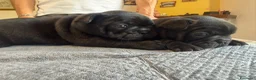 Bulldog Francese cani in vendita: bulldog francese bull dog animali - Annuncio 27
