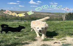Meticcio cani in regalo: OBELIX 3anni allegro affettuoso! tg piccola a Città Metropolitana di Firenze - Immagine 6