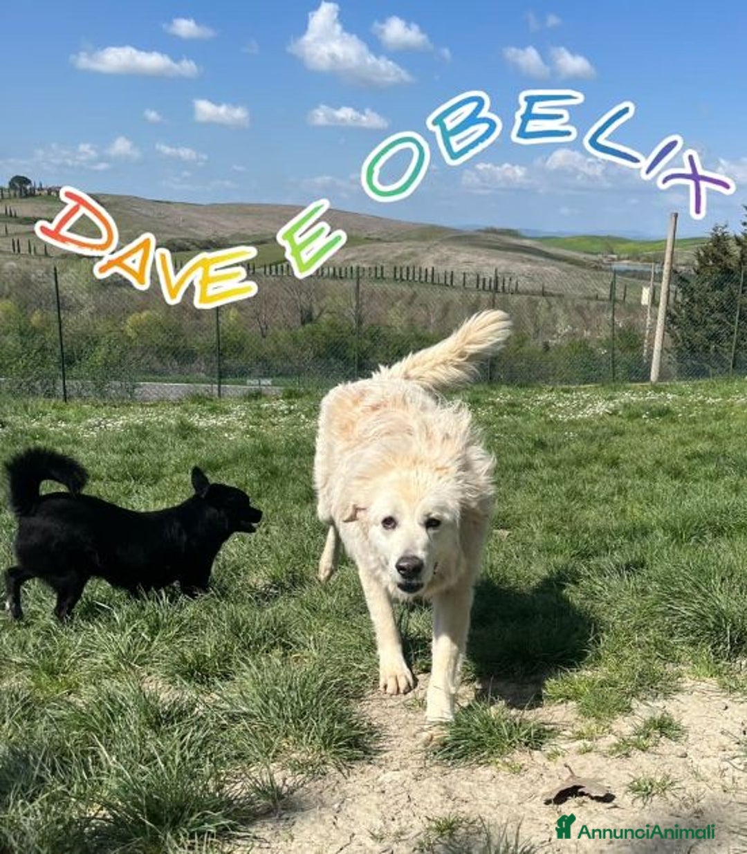 Meticcio cani in regalo: OBELIX 3anni allegro affettuoso! tg piccola a Città Metropolitana di Firenze - Immagine 6