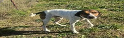 Meticcio cani in regalo: TWIST vagava in cerca di cibo a Provincia di Forlì-Cesena - Annuncio 5