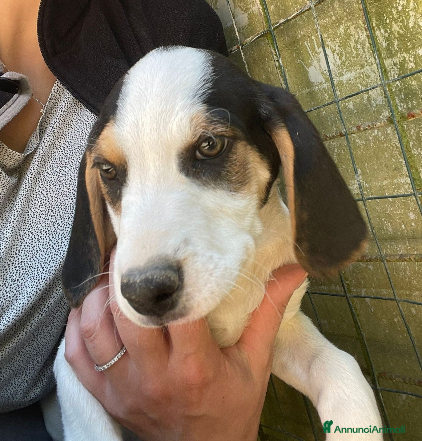 Meticcio cani SELENE ASPETTA TE - Annuncio 7