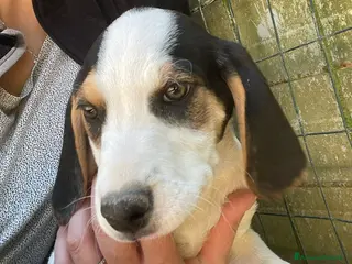 Meticcio cani SELENE ASPETTA TE - Annuncio 7