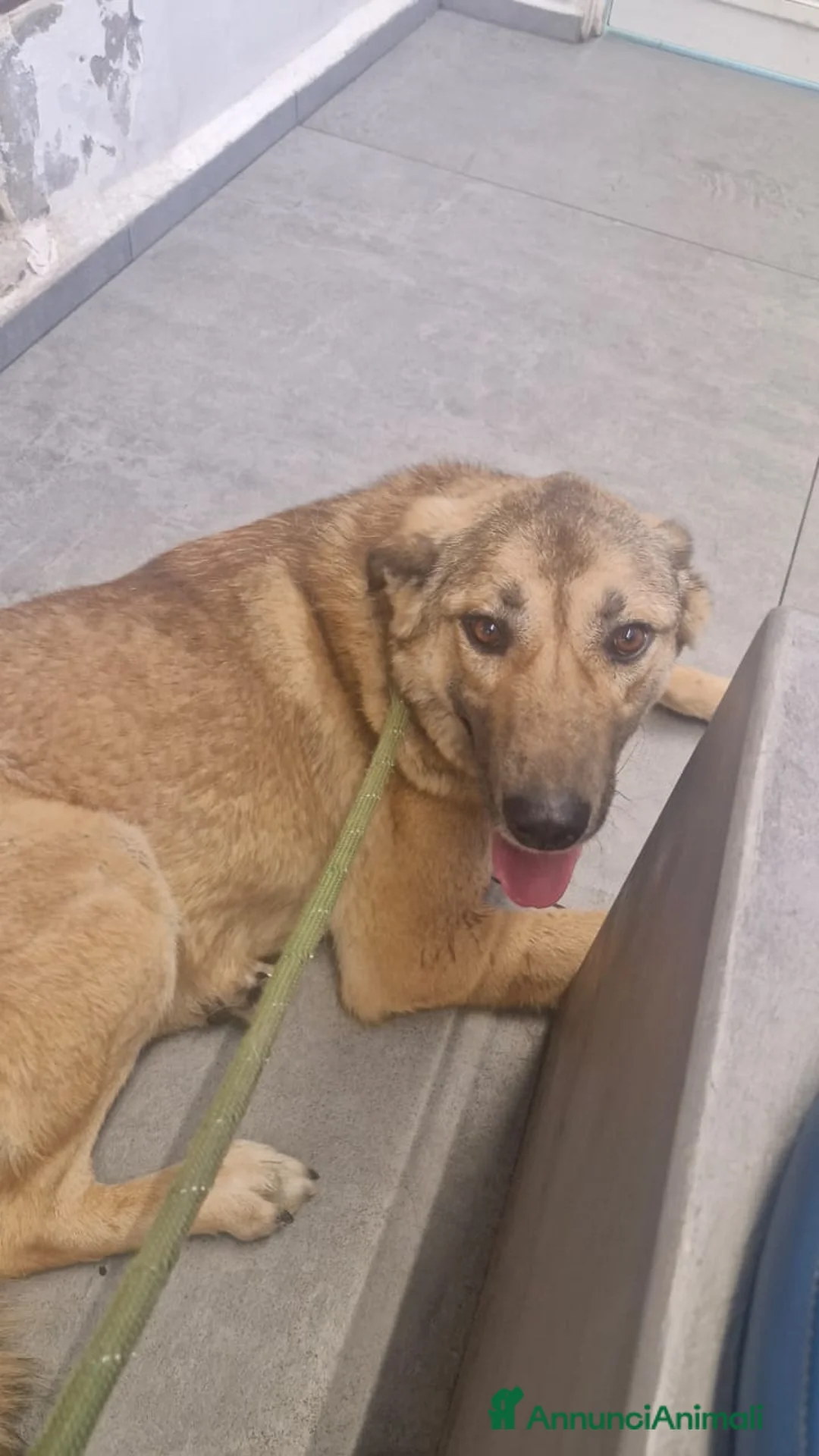 Meticcio cani in regalo: Whisky - Un amico fedele per la vita - Annuncio 2