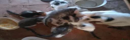 Meticcio gatti in regalo: REGALO gattini di campagna. a Provincia di Reggio Emilia - Annuncio 2