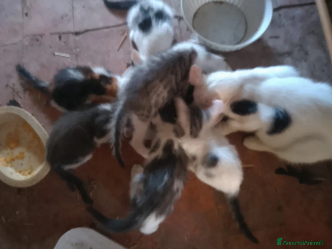 Meticcio gatti in regalo: REGALO gattini di campagna. a Provincia di Reggio Emilia - Annuncio 2