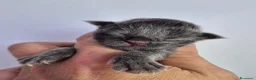 Maine Coon gatti in vendita: 5 splendide creature - Annuncio 8