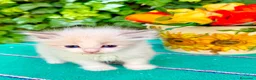 Ragdoll gatti in vendita: cucciola di ragdoll - Annuncio 7