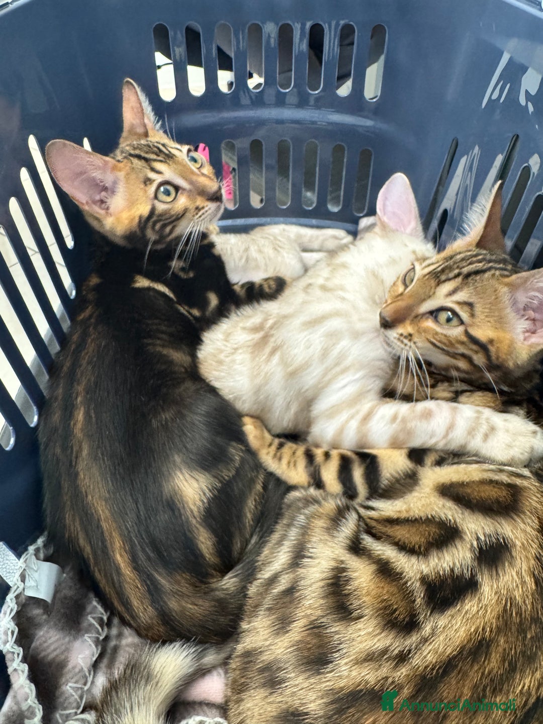 Bengala gatti in vendita: Cuccioli bengala a Provincia di Como - Immagine 1