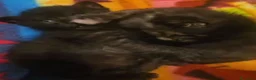 Meticcio gatti in regalo: GATTINO NERO - Annuncio 5