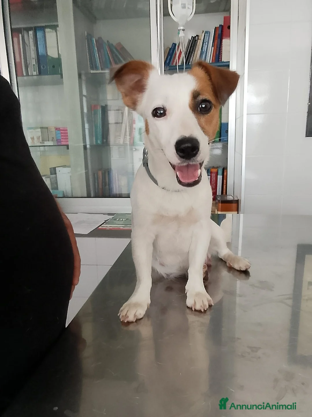 Jack Russell cani in vendita: Cuccioli di jack russel - Annuncio 2