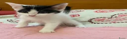 Europeo gatti in regalo: Pelosetta dolcissima  - Annuncio 1