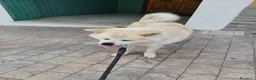 Akita Inu cani in regalo: Regalo Akita Inu - Annuncio 11