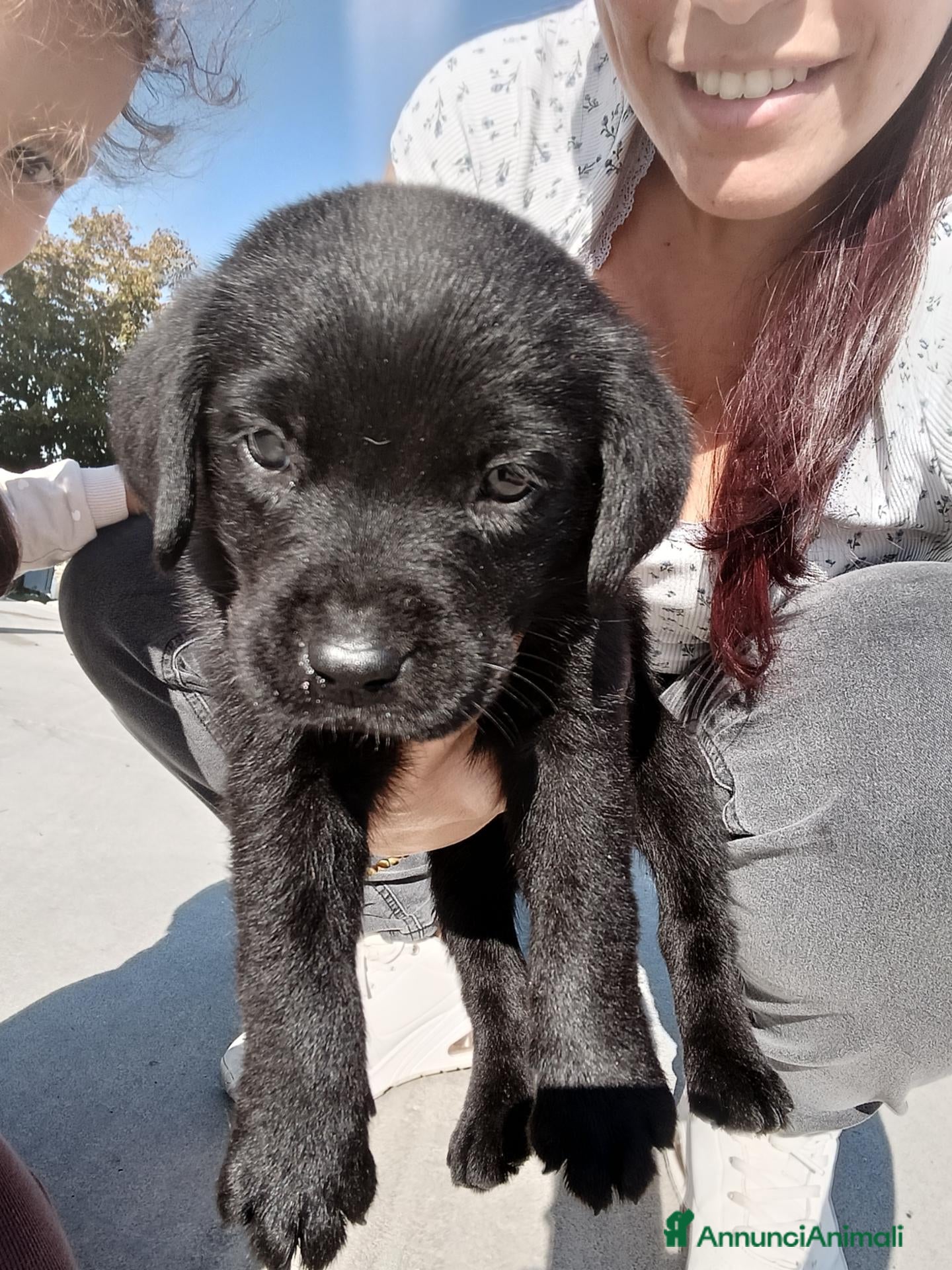Labrador cani 2 cucciole nere di labrador - Annuncio 10
