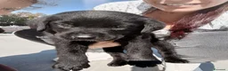 Labrador cani in vendita: 2 cucciole nere di labrador - Annuncio 1