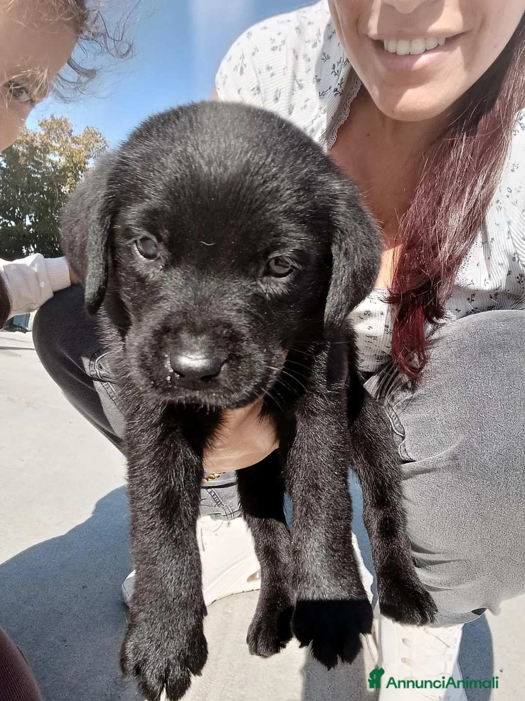 Labrador cani in vendita: 2 cucciole nere di labrador - Annuncio 1