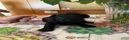 Barboncino Toy cani in vendita: Disponibile splendido cucciolo di barboncino  - Annuncio 4